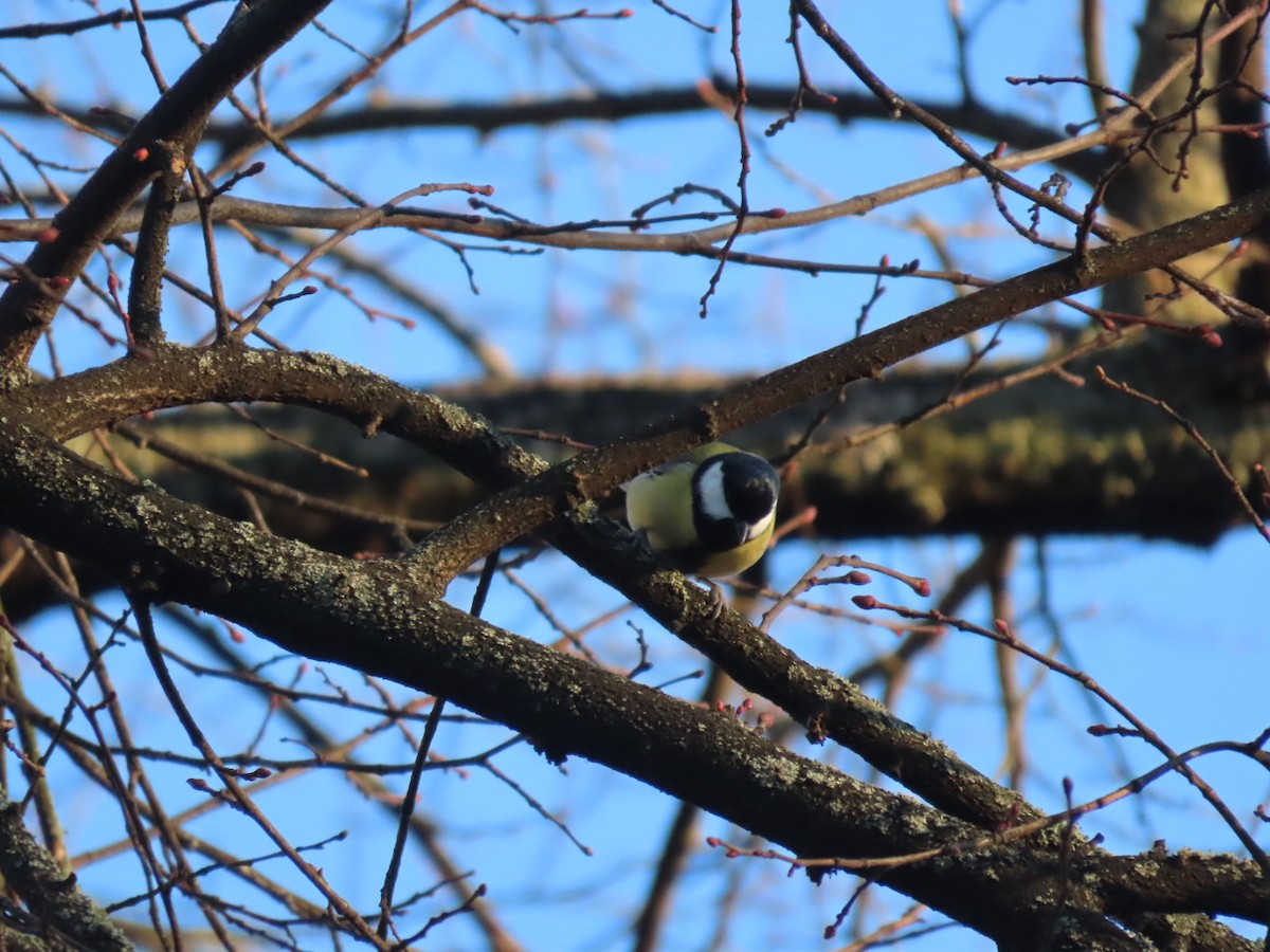 Great Tit - ML647786737