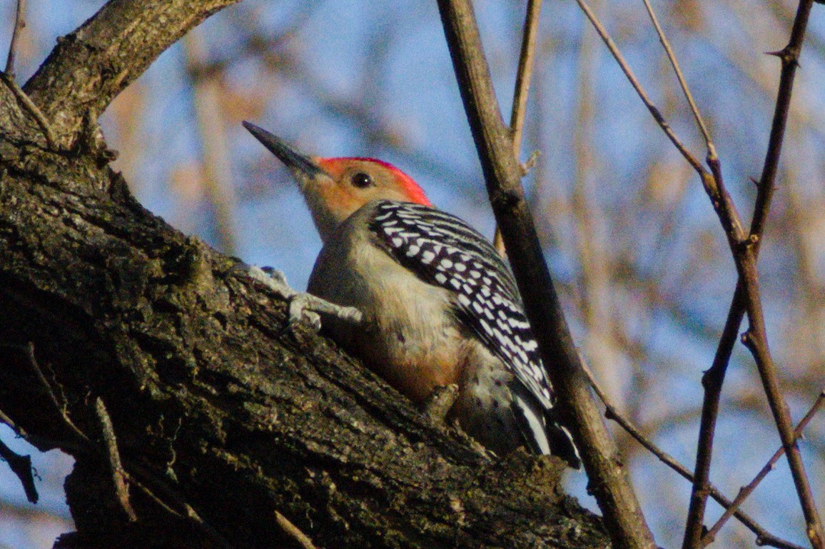Red-bellied Woodpecker - ML647786738