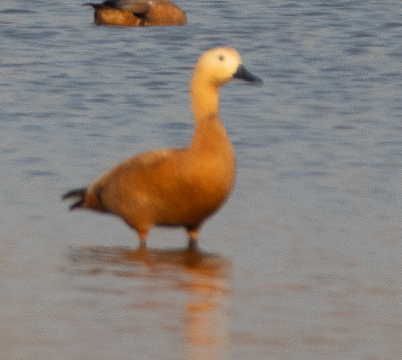 Ruddy Shelduck - ML647786739