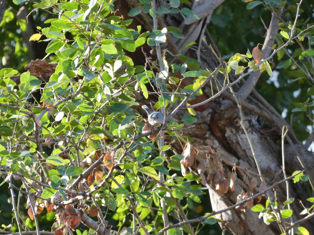 Blue-gray Gnatcatcher - ML647786741