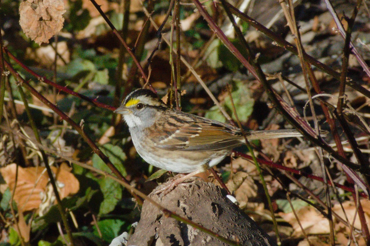 White-throated Sparrow - ML647786742