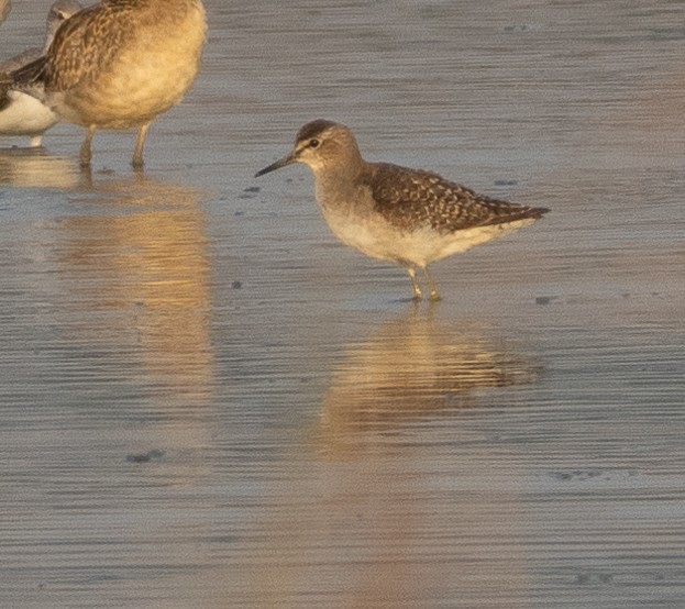 タカブシギ - ML647786744