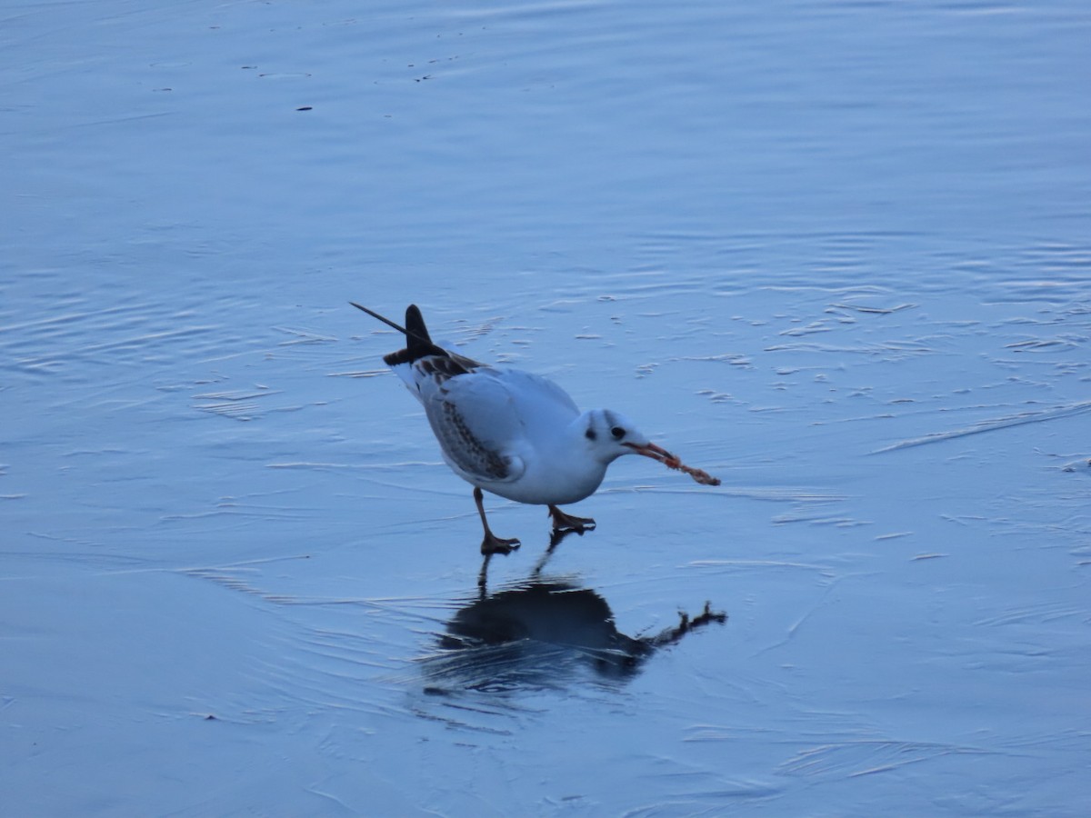 Black-headed Gull - ML647786745