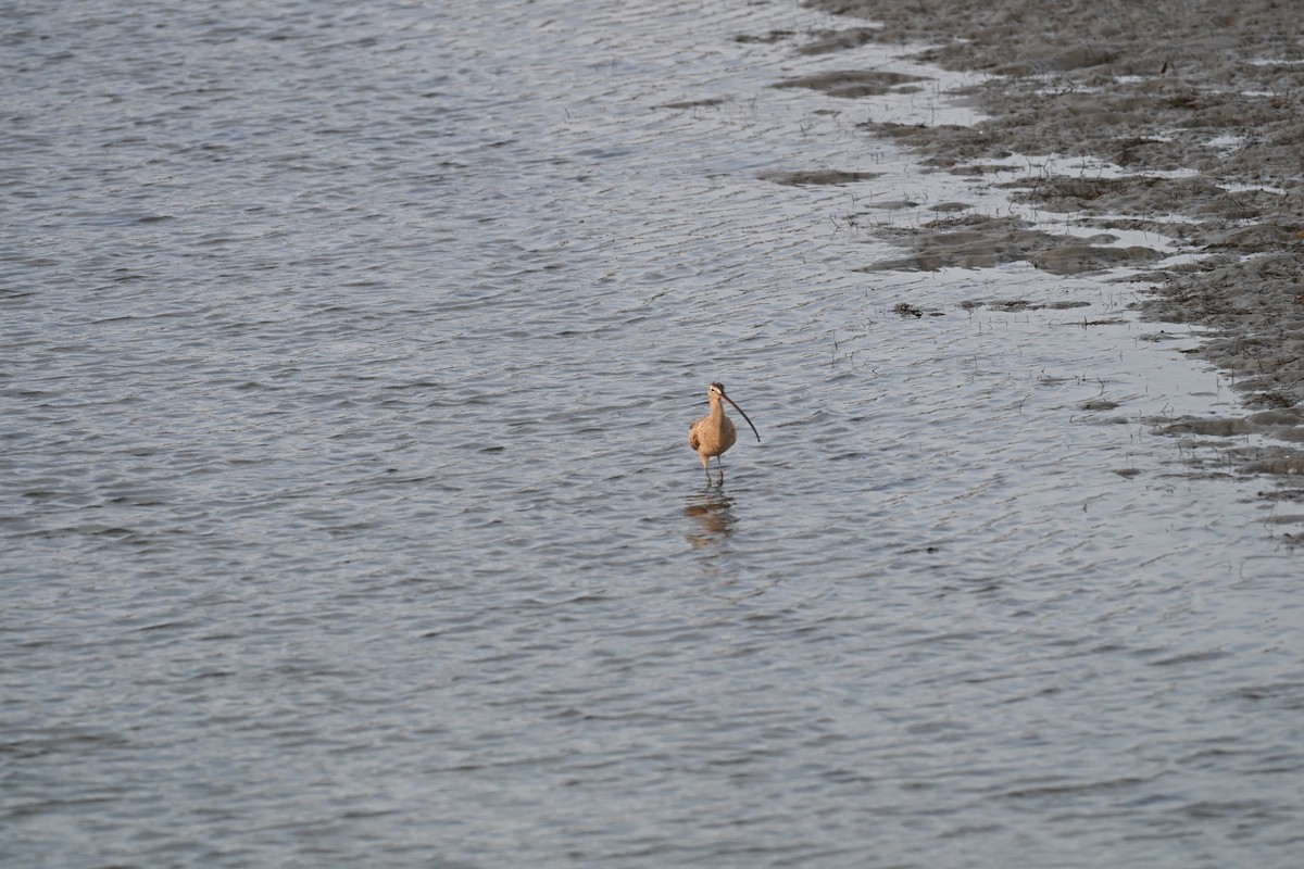 Long-billed Curlew - ML647786746