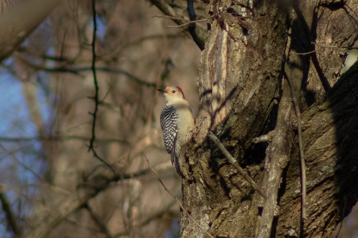 Red-bellied Woodpecker - ML647786747