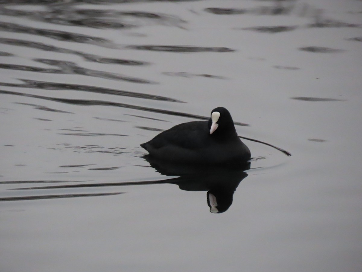 Eurasian Coot - ML647786748