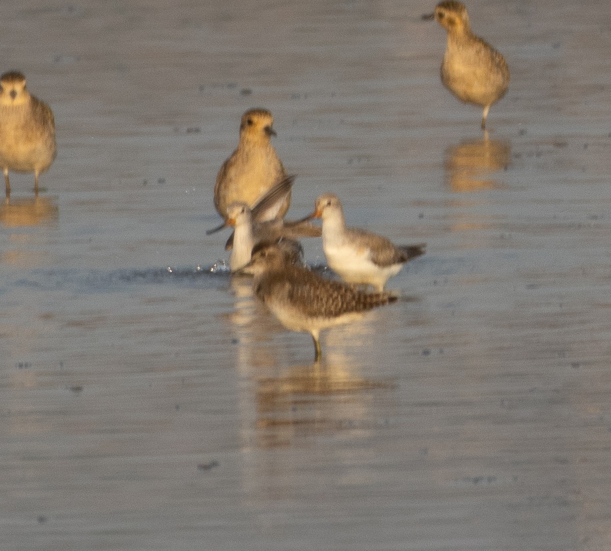 Terek Sandpiper - ML647786749