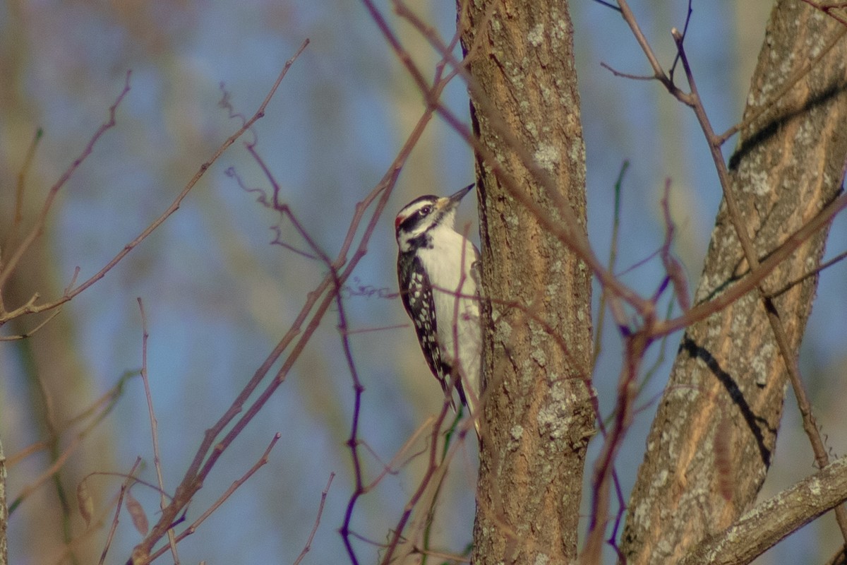 Hairy Woodpecker - ML647786750
