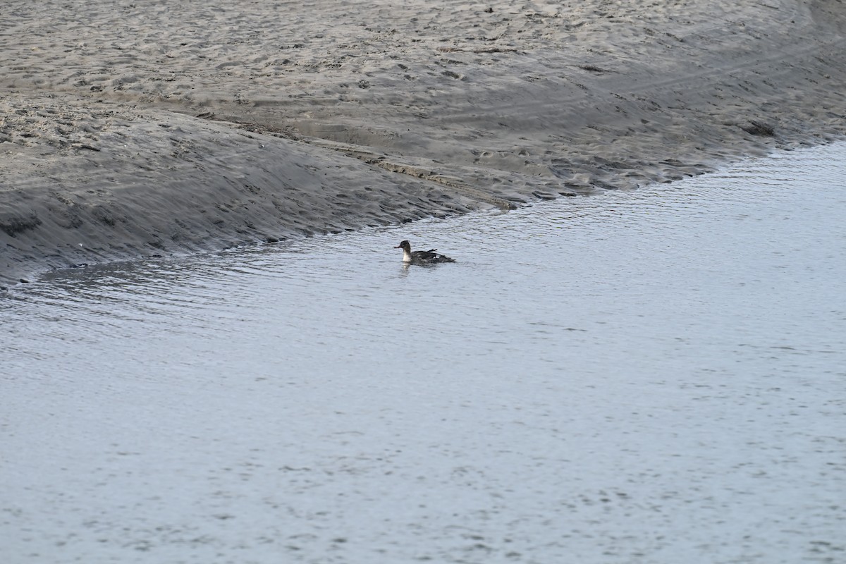Red-breasted Merganser - ML647786753