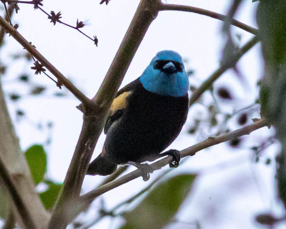 Blue-necked Tanager - ML647786759