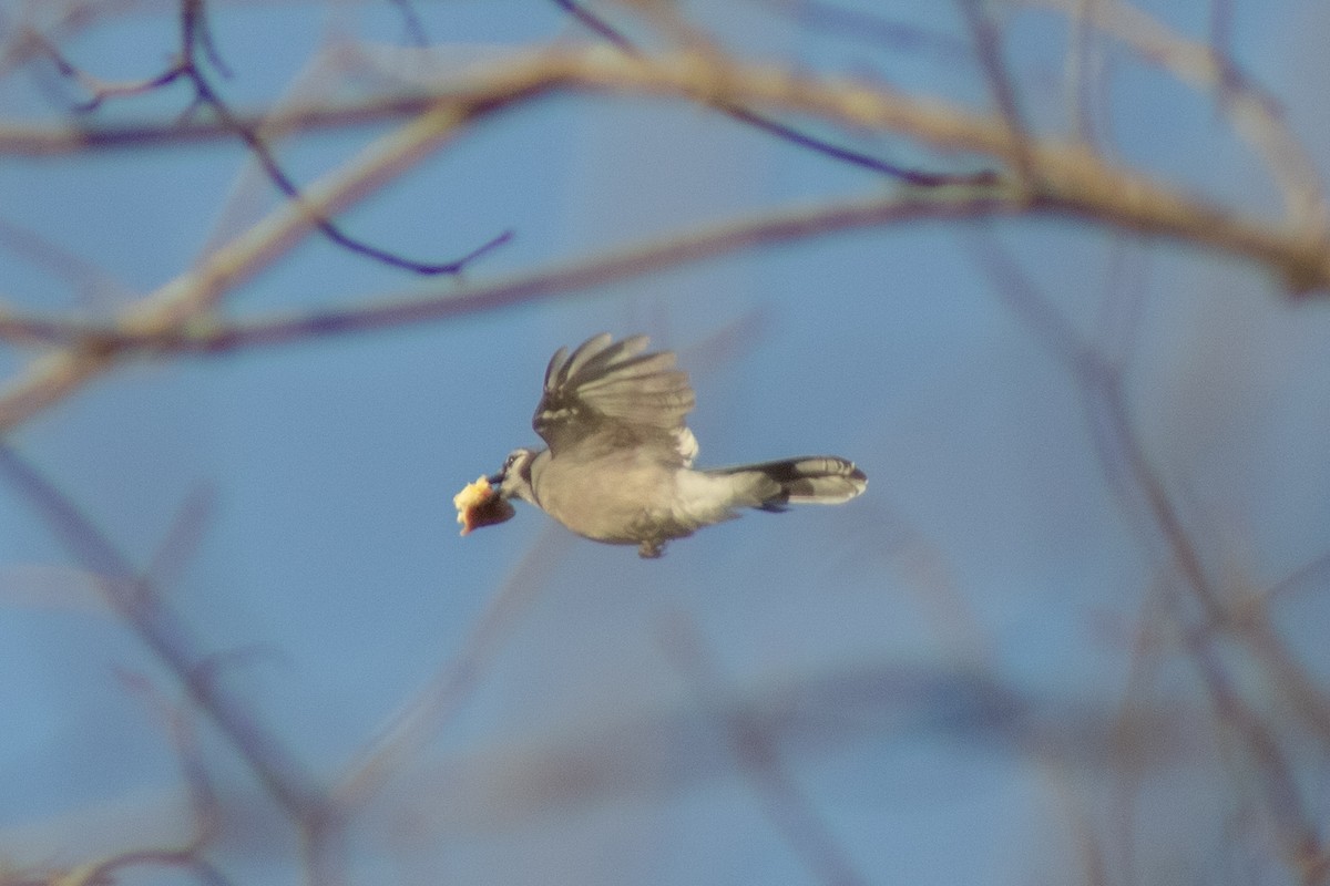 Blue Jay - ML647786771
