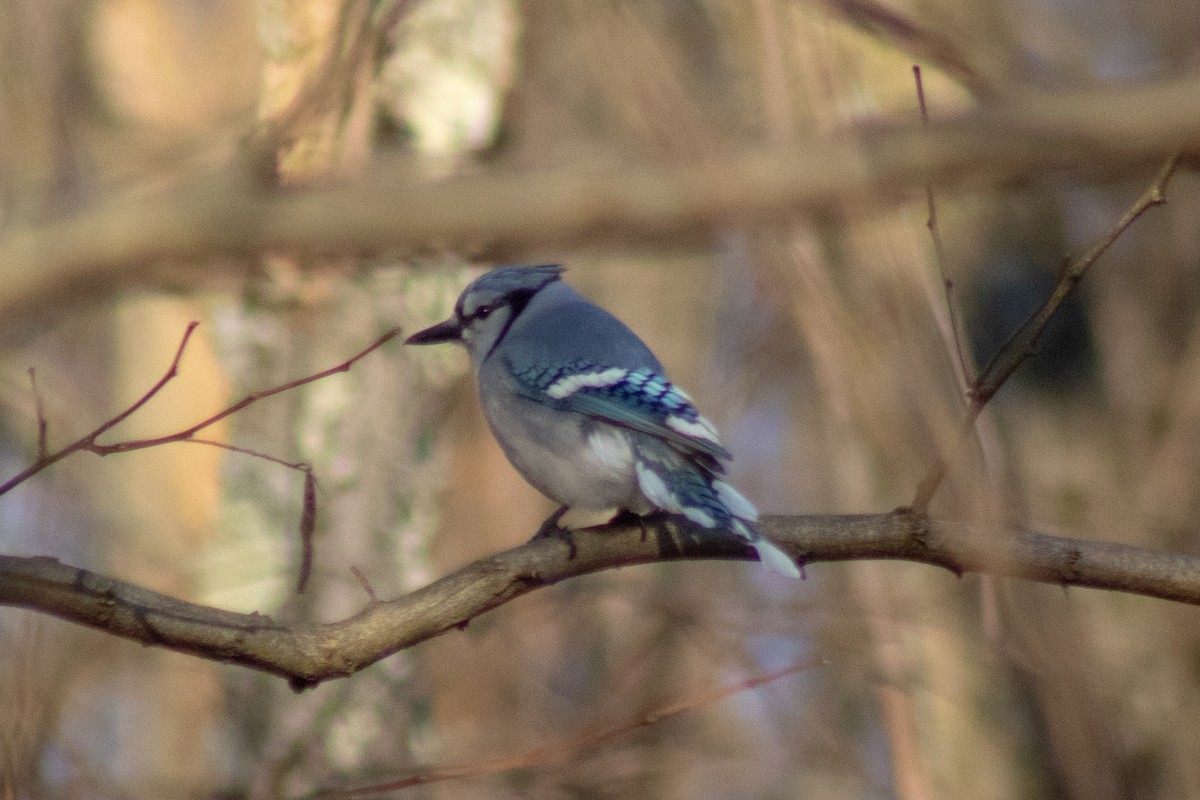 Blue Jay - ML647786772