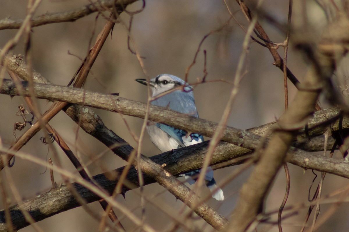 Blue Jay - ML647786773