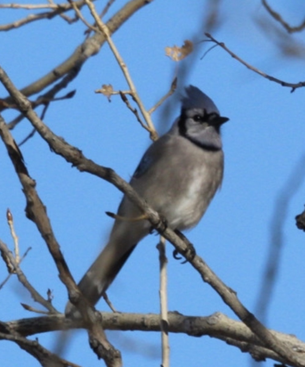 Blue Jay - ML647786774