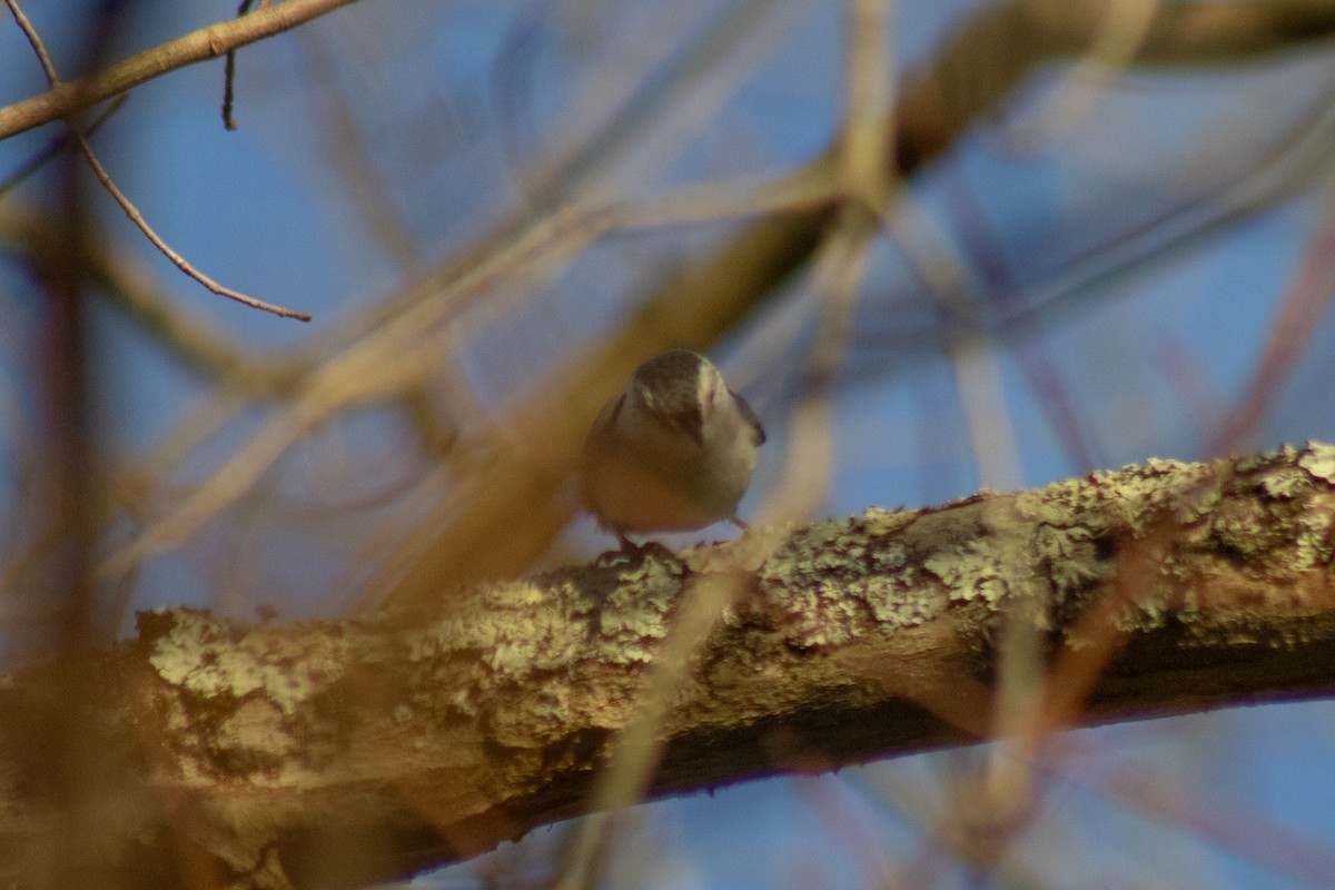 White-breasted Nuthatch - ML647786795