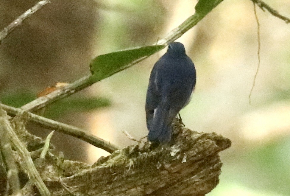 Ruiseñor del Himalaya - ML647786799