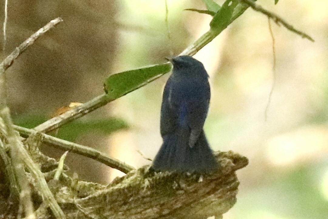 Ruiseñor del Himalaya - ML647786800