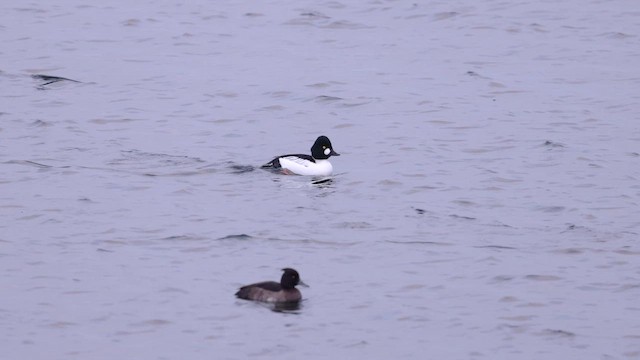 Гоголь зеленоголовий - ML647786802