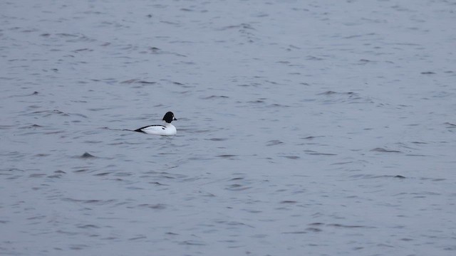 Гоголь зеленоголовий - ML647786806