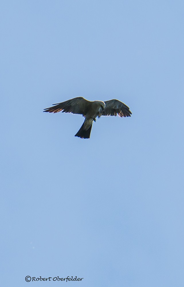 Mississippi Kite - ML64778681