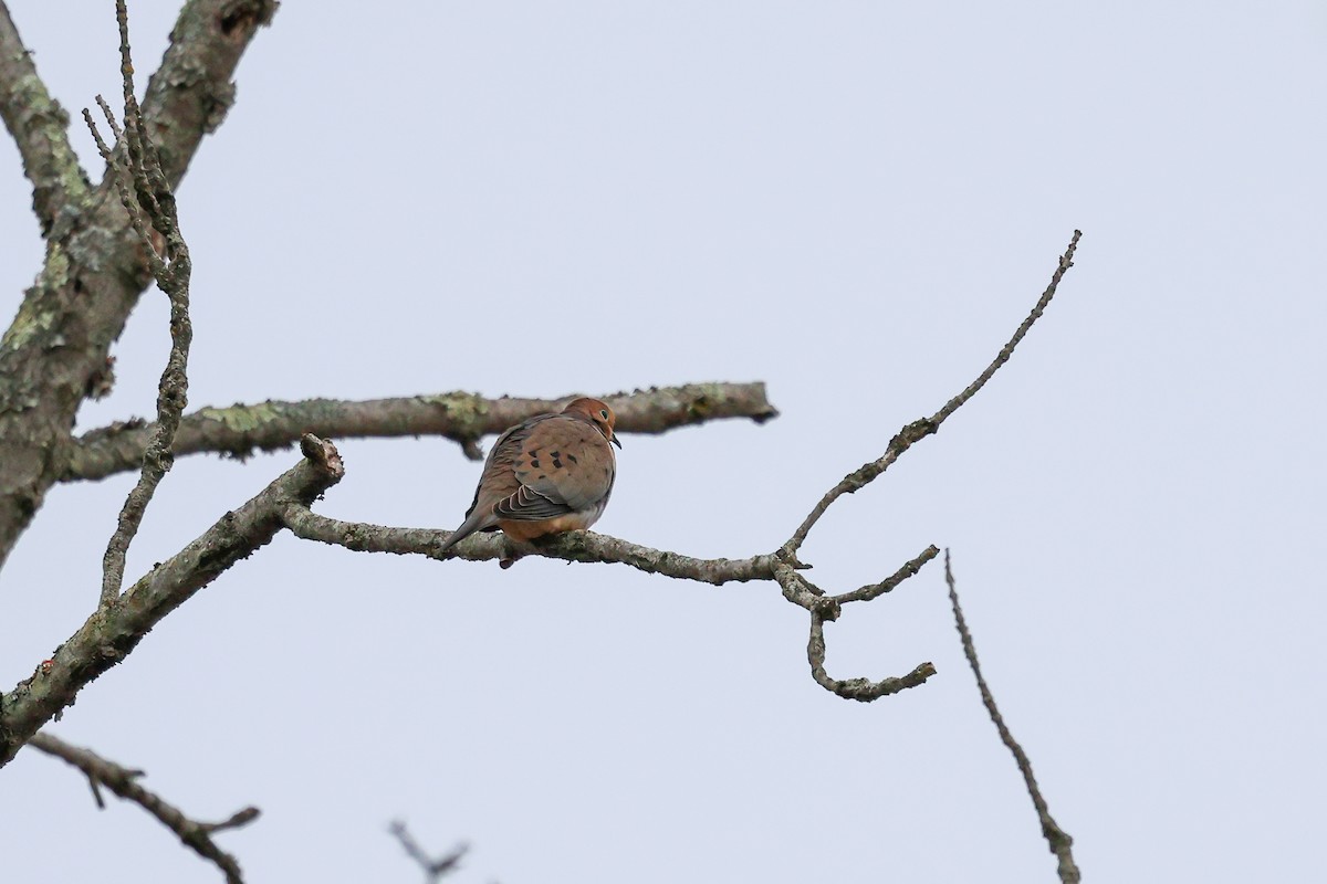 hrdlička karolínská - ML647786813