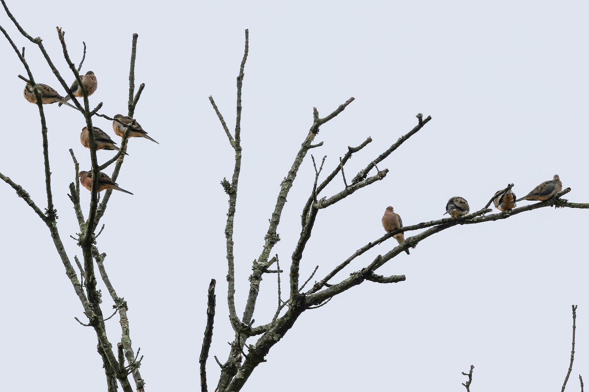 hrdlička karolínská - ML647786816