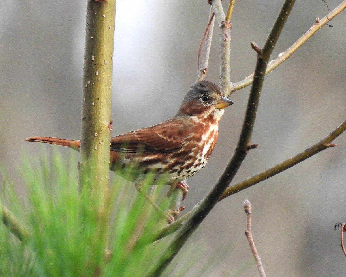 Fox Sparrow - ML647786822