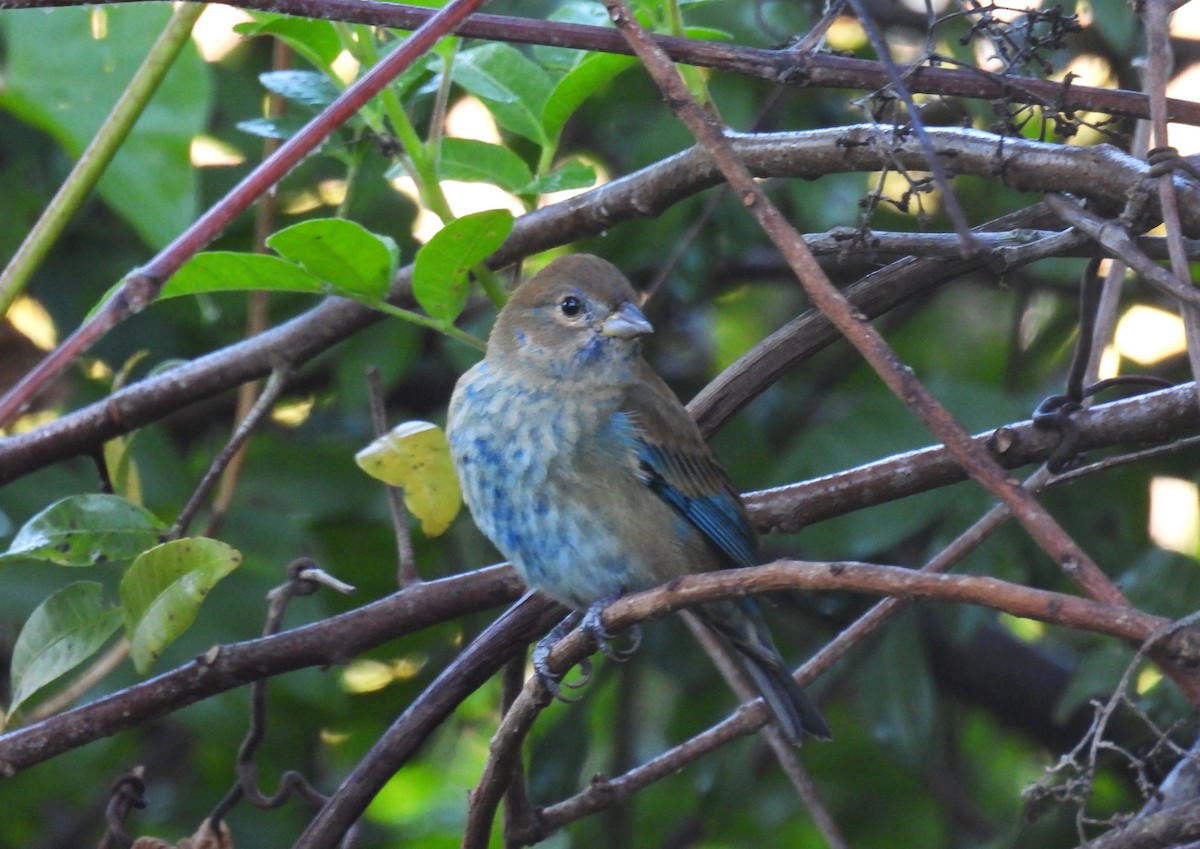 Indigo Bunting - ML647786831