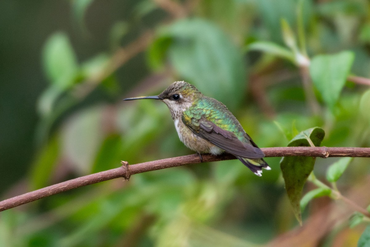 Ruby-throated Hummingbird - ML647786836