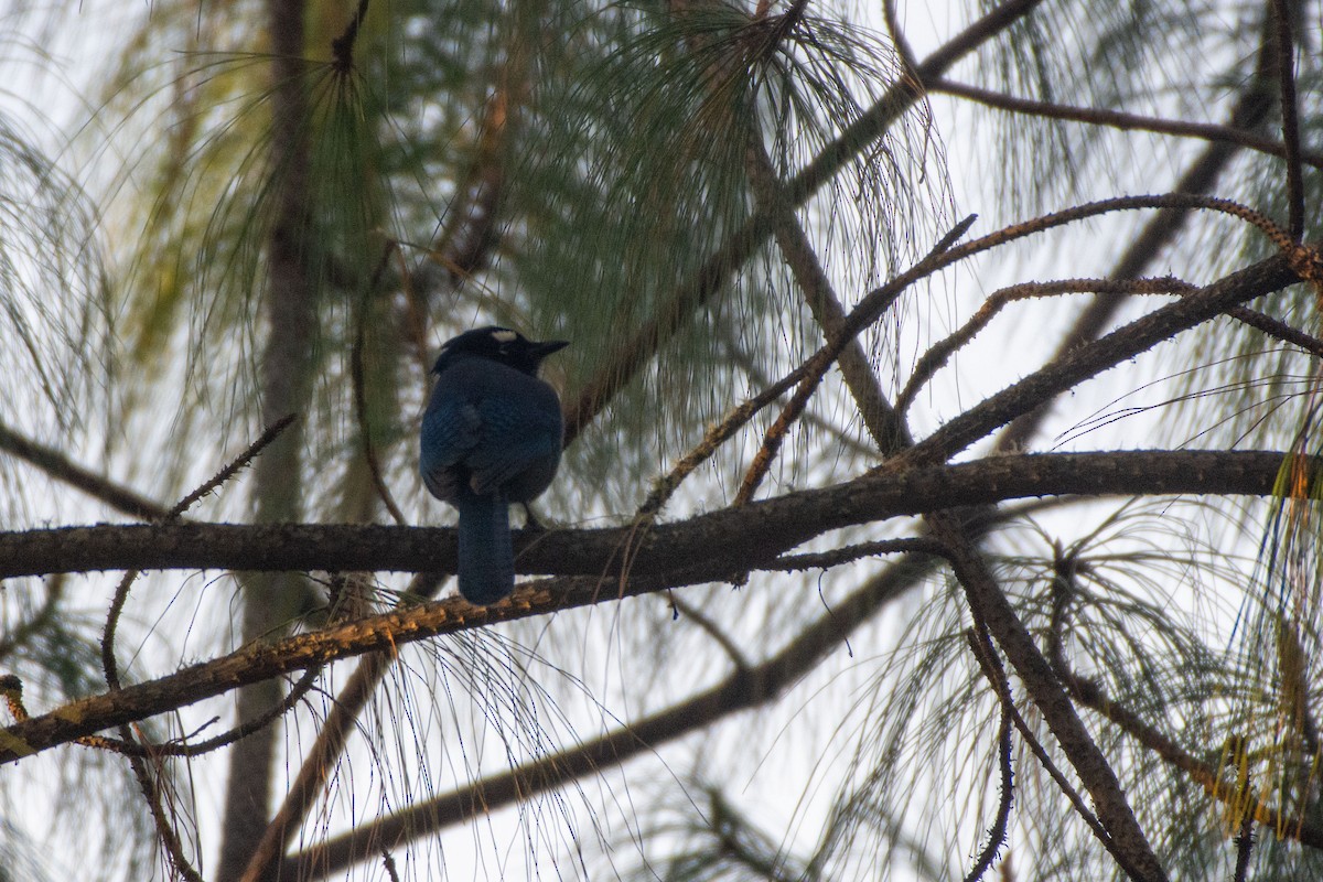 Steller's Jay (Middle American) - ML647786840
