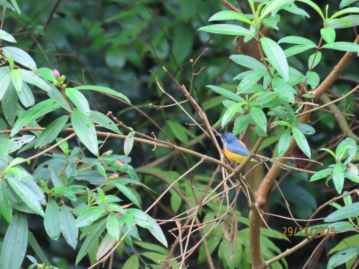 Orange-bellied Flowerpecker - ML647786847