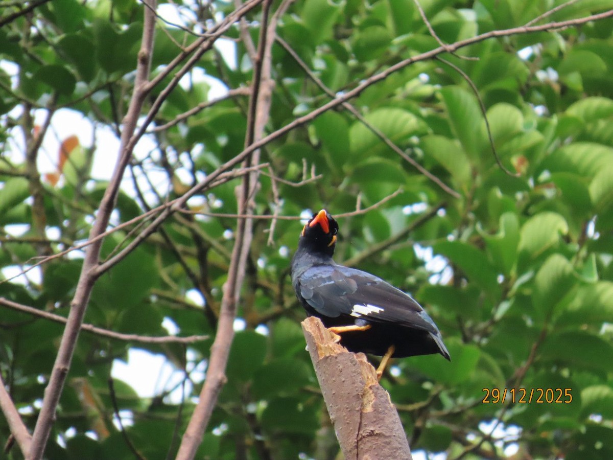 Common Hill Myna - ML647786873