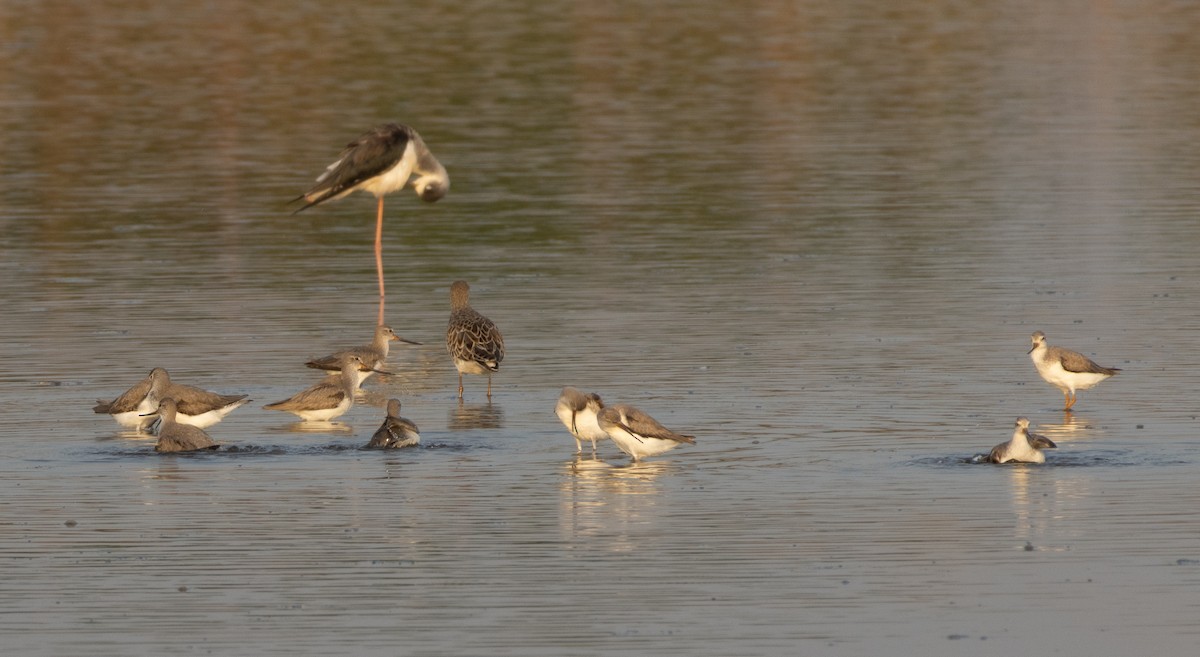 Terek Sandpiper - ML647786874