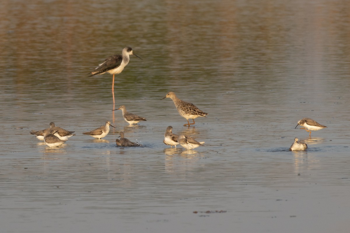 Black-winged Stilt - ML647786885