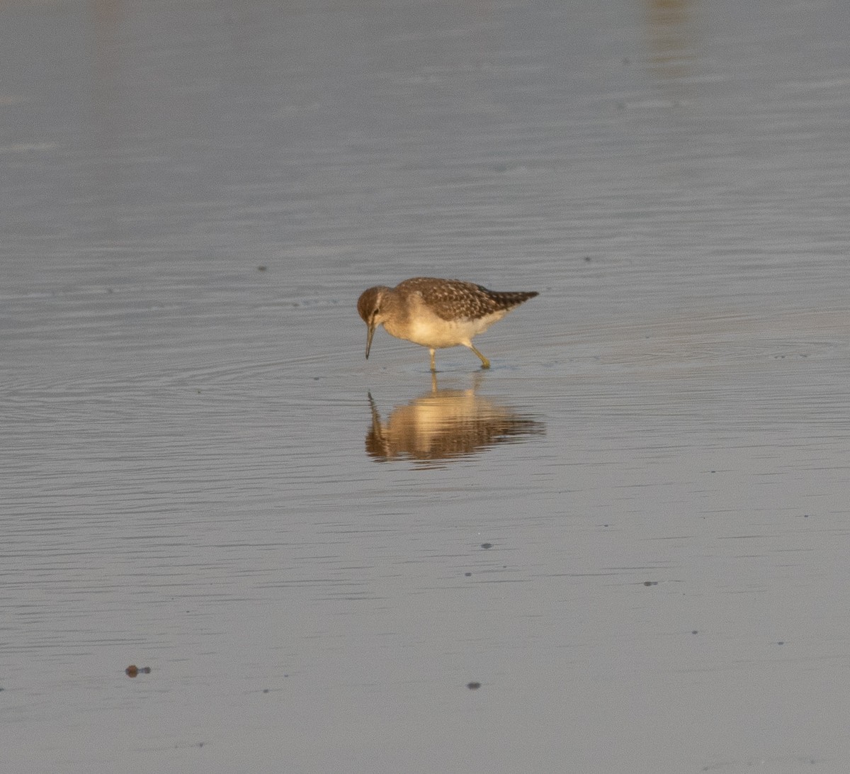 タカブシギ - ML647786910