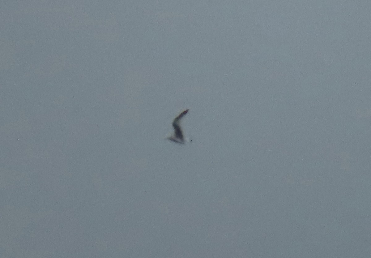 krykkje - ML647786914