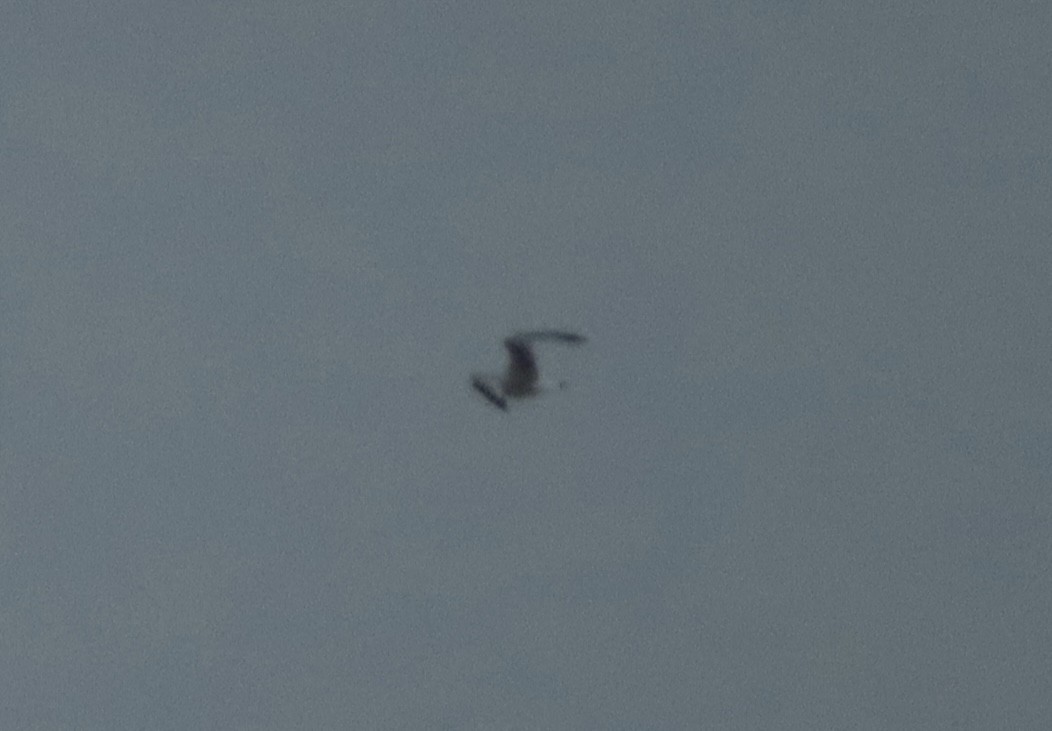 krykkje - ML647786915