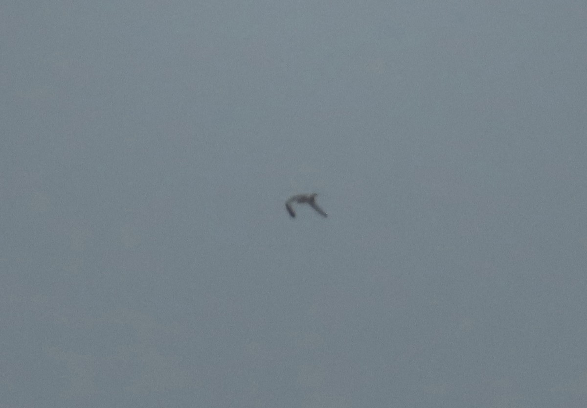 krykkje - ML647786916