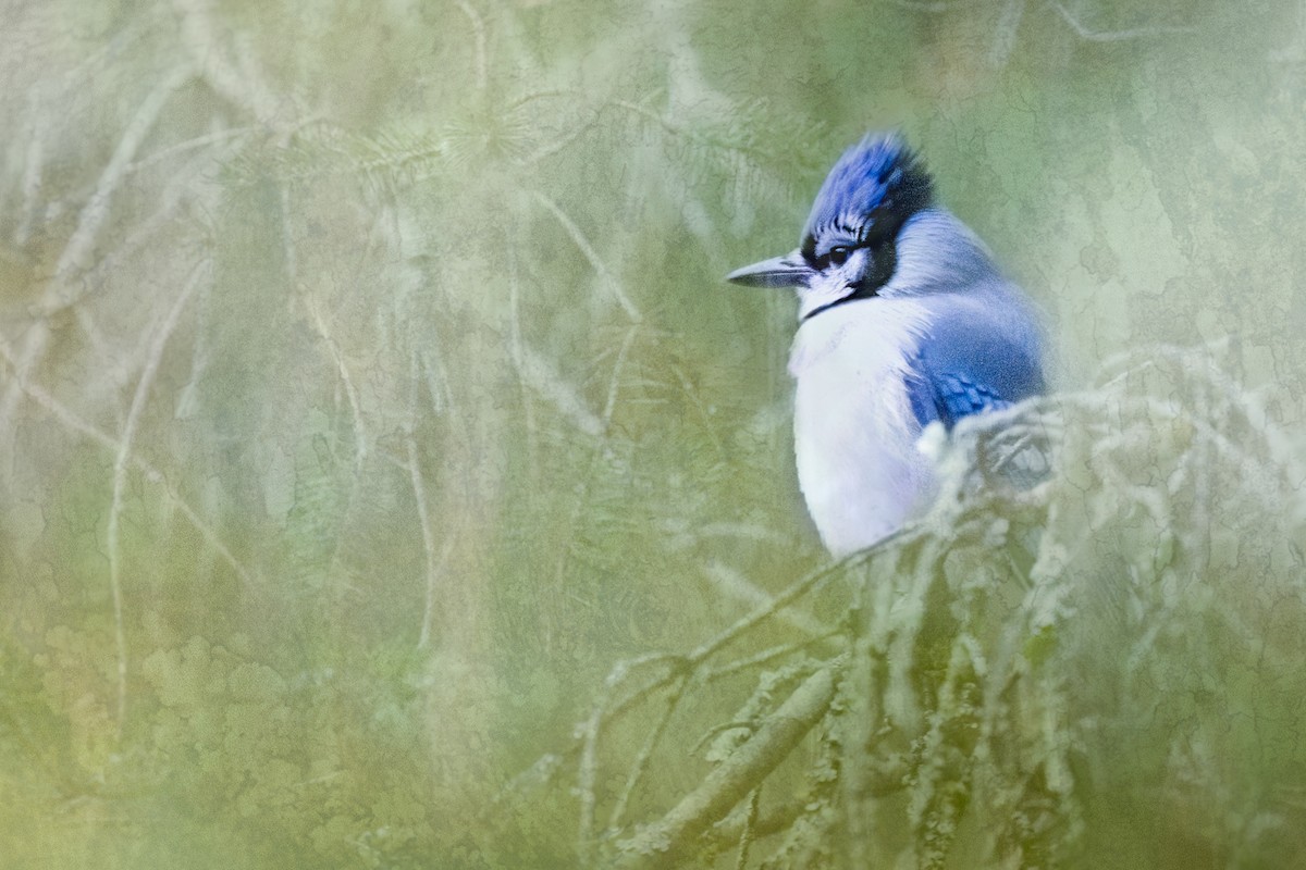 Blue Jay - ML647786917