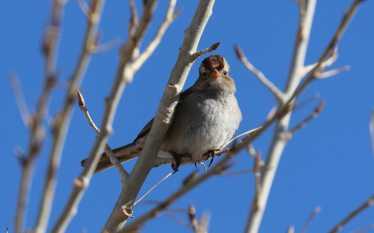 Porsuk Serçesi - ML647786949