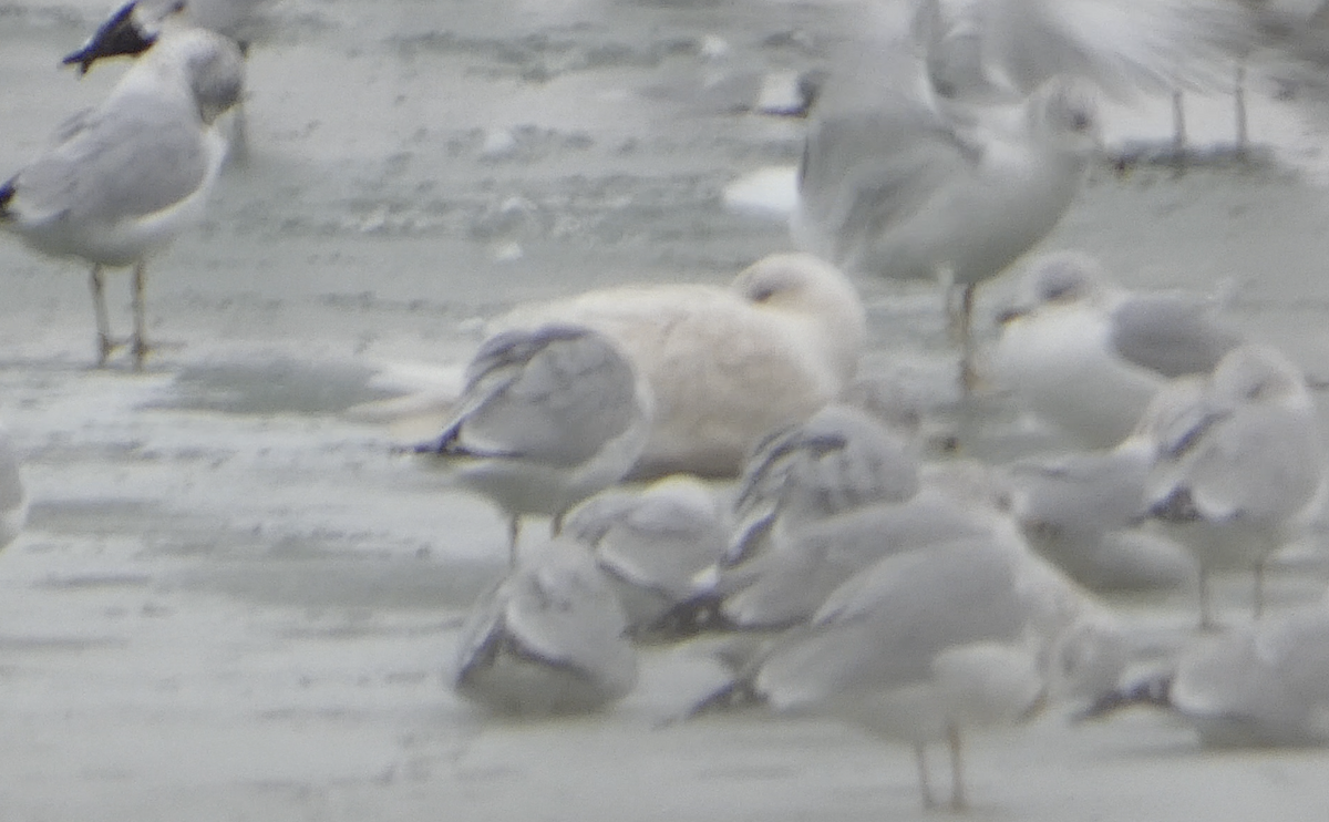 Gavión Hiperbóreo - ML647786963