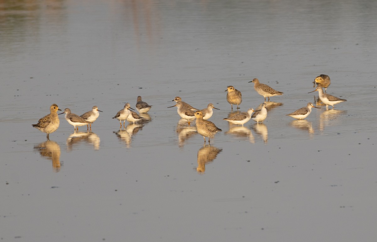 Terek Sandpiper - ML647786964