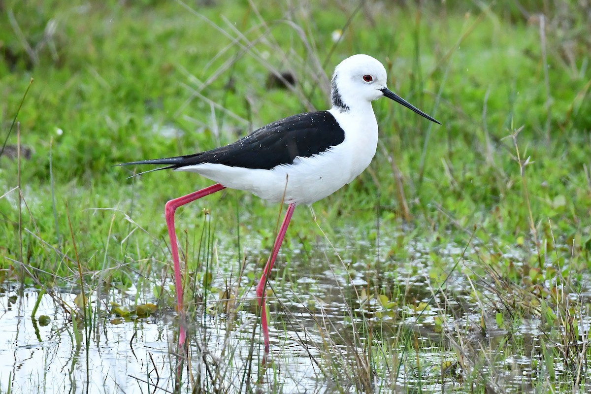 Black-winged Stilt - ML647786965