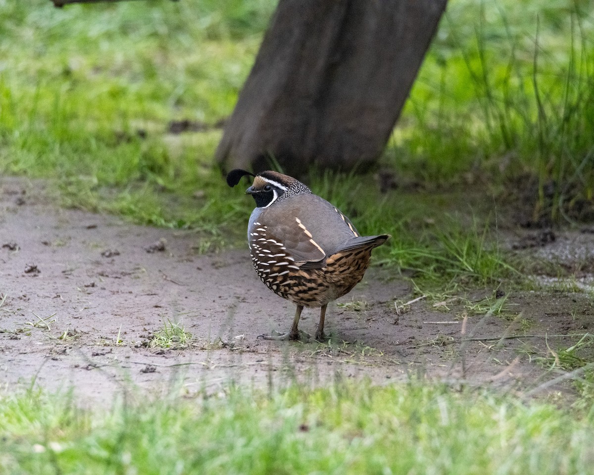 California Quail - ML647786978