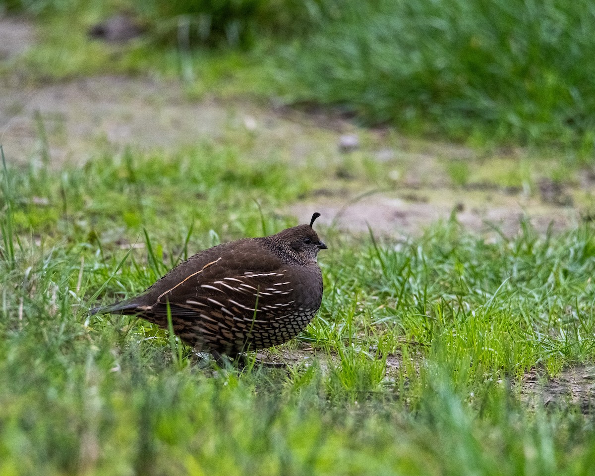 California Quail - ML647786979