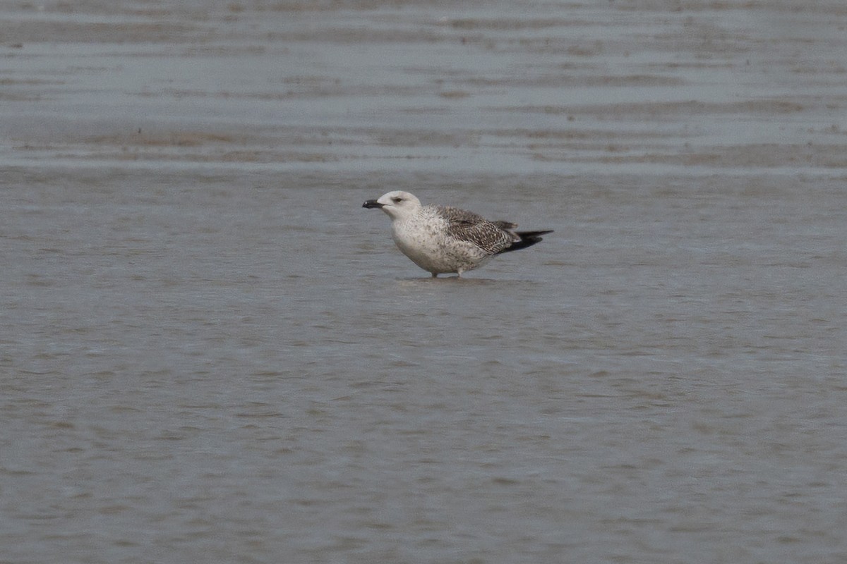 Great Black-backed Gull - ML647787005