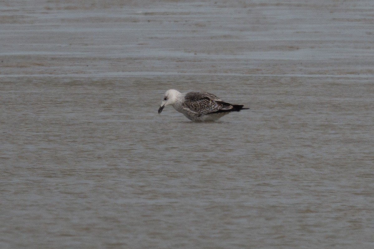 Great Black-backed Gull - ML647787011