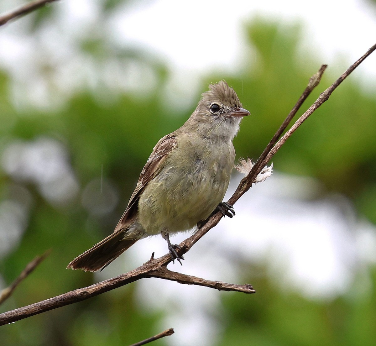 Желтобрюхая эления - ML647787021