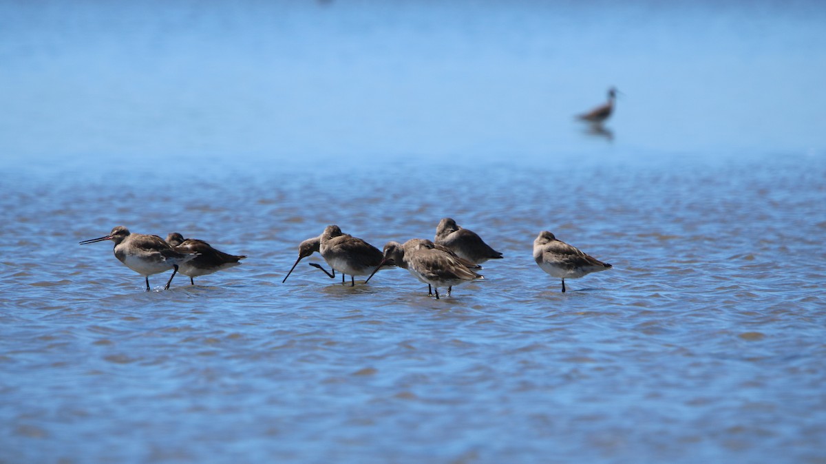 Hudson Çamurçulluğu - ML647787025