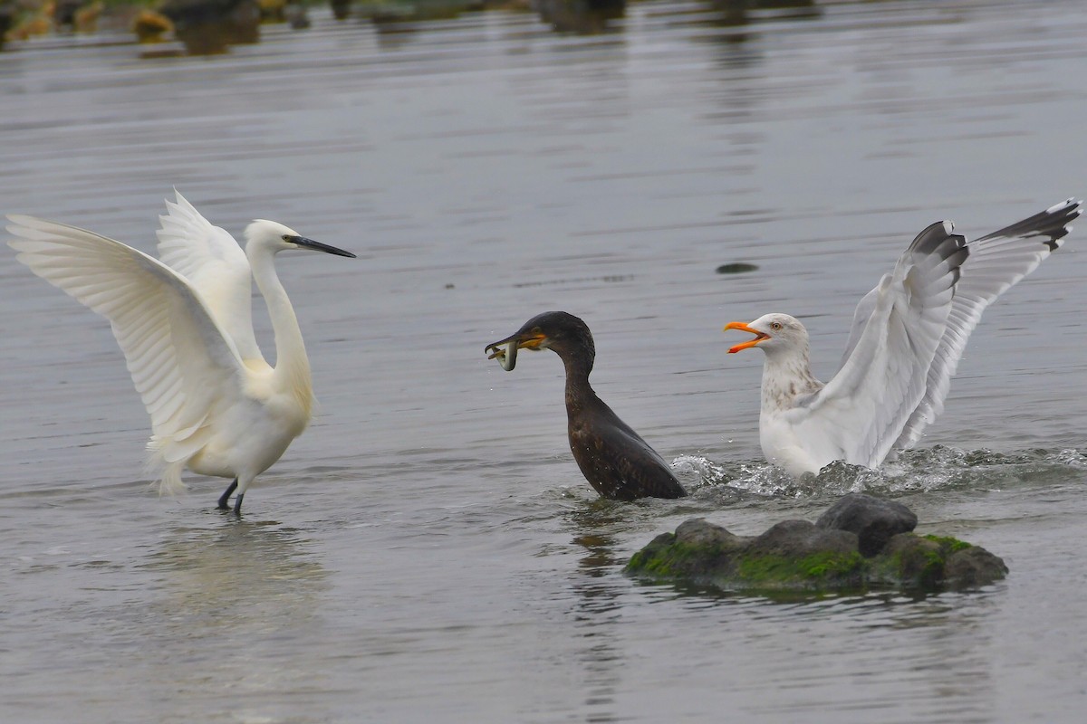 kormorán velký - ML647787026